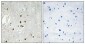 Ribosomal Protein L27A Polyclonal Antibody
